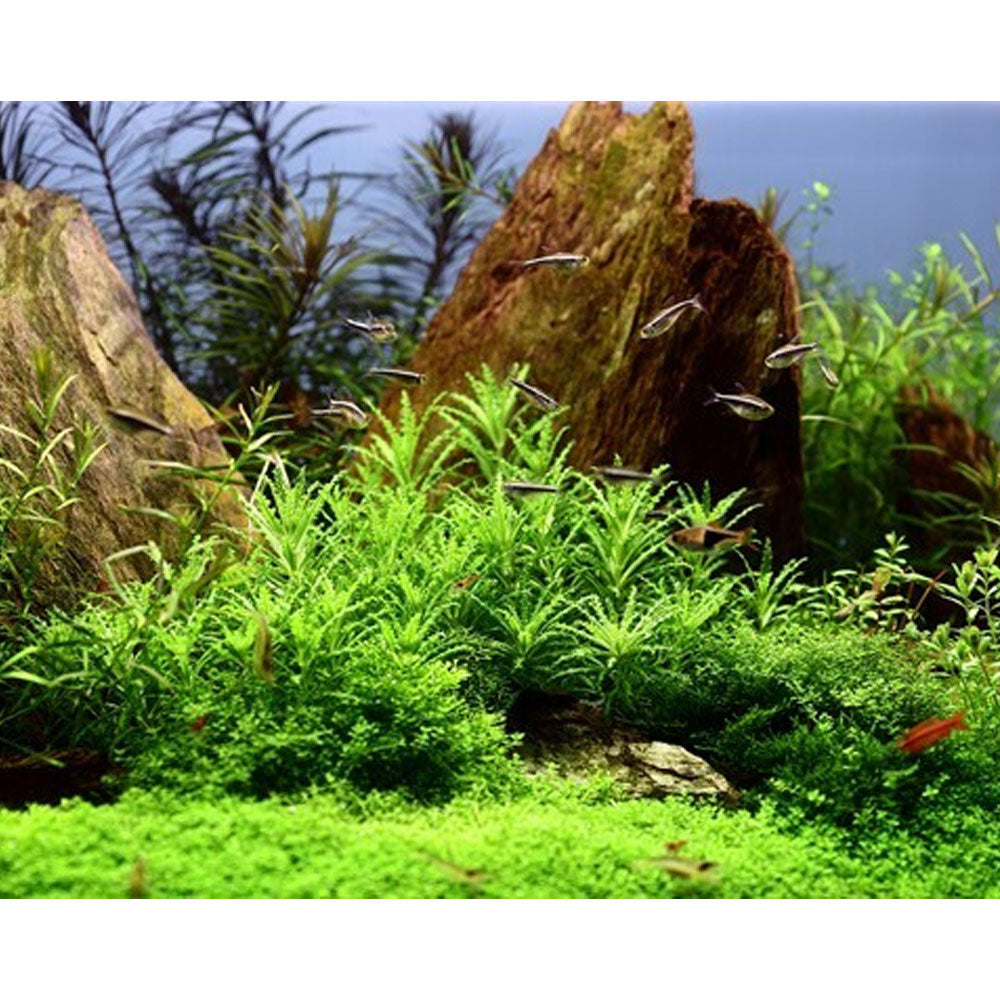Pogostemon helferi 1-2-Grow 053H TC | Tissue Cultures | Largest Tropical Fish Selection at Your Local Fish Store