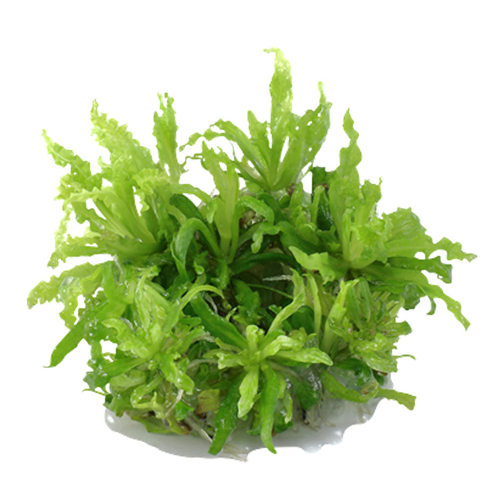 Pogostemon helferi 1-2-Grow 053H TC | Tissue Cultures | Largest Tropical Fish Selection at Your Local Fish Store
