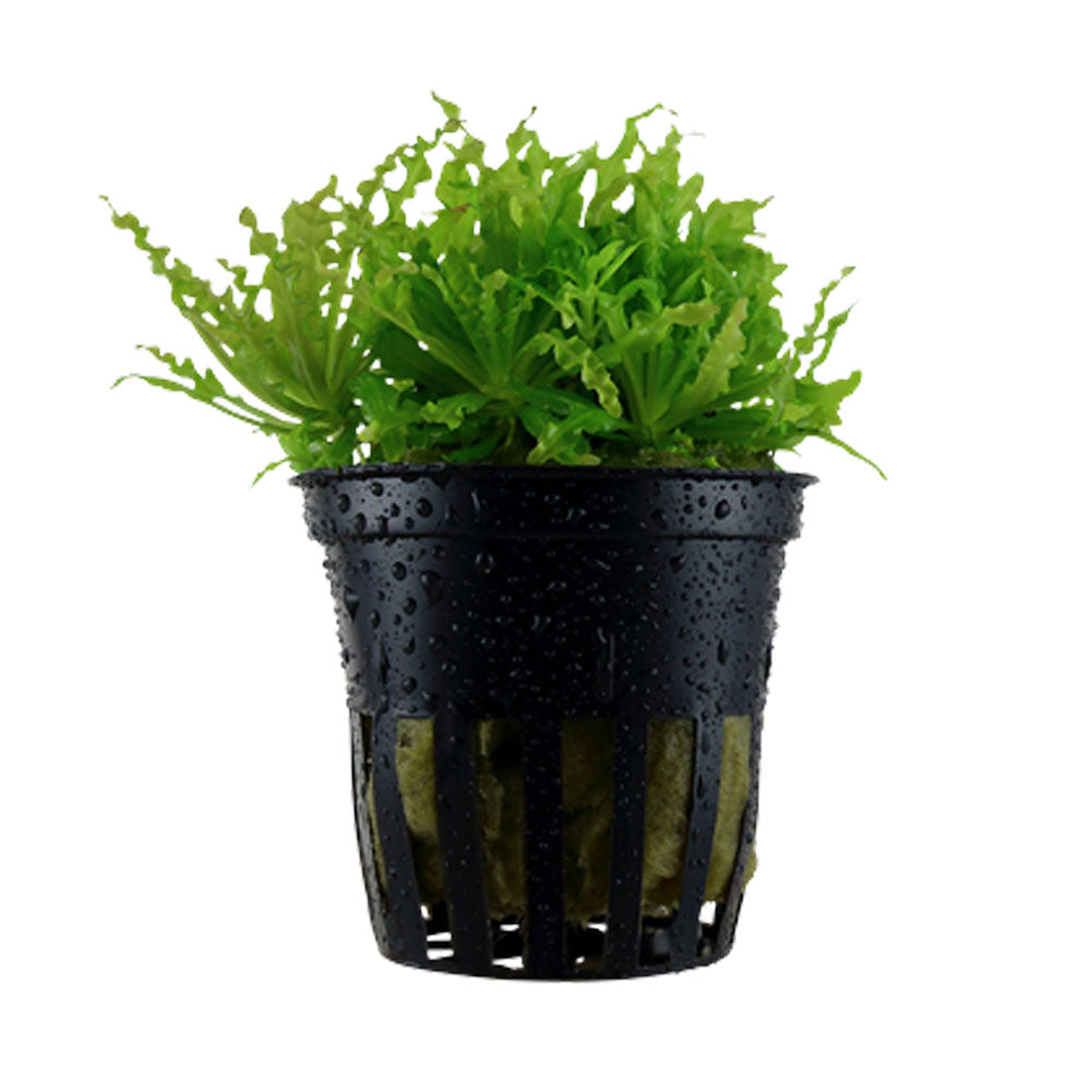 Pogostemon helferi potted 053H | Potted Plants | Largest Tropical Fish Selection at Your Local Fish Store
