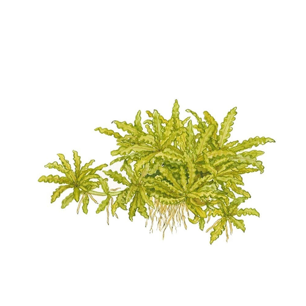 Pogostemon helferi potted 053H | Potted Plants | Largest Tropical Fish Selection at Your Local Fish Store