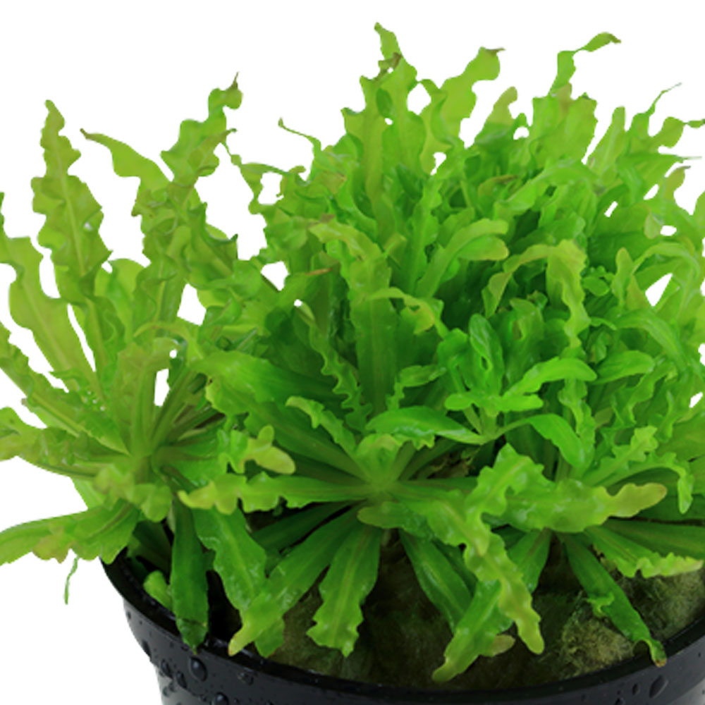 Pogostemon helferi potted 053H | Potted Plants | Largest Tropical Fish Selection at Your Local Fish Store