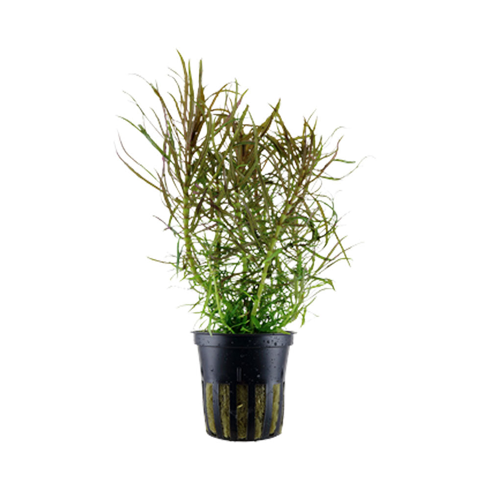 Pogostemon stellata potted 053G | Potted Plants | Largest Tropical Fish Selection at Your Local Fish Store