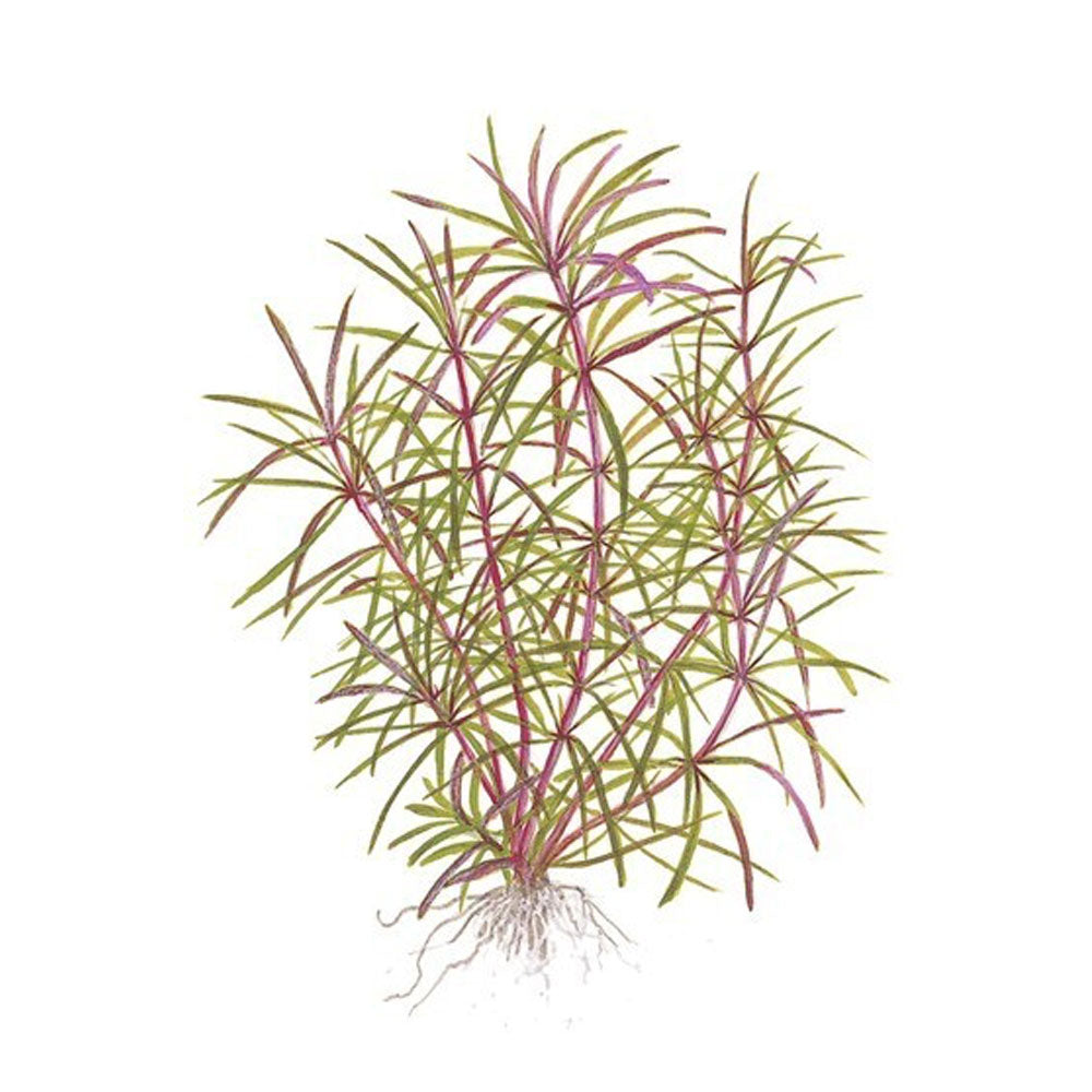 Pogostemon stellata potted 053G | Potted Plants | Largest Tropical Fish Selection at Your Local Fish Store