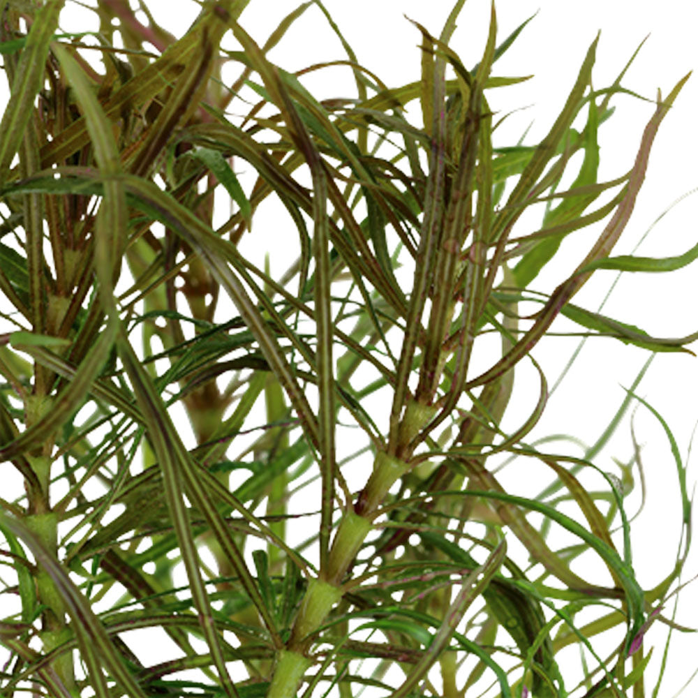 Pogostemon stellata potted 053G | Potted Plants | Largest Tropical Fish Selection at Your Local Fish Store