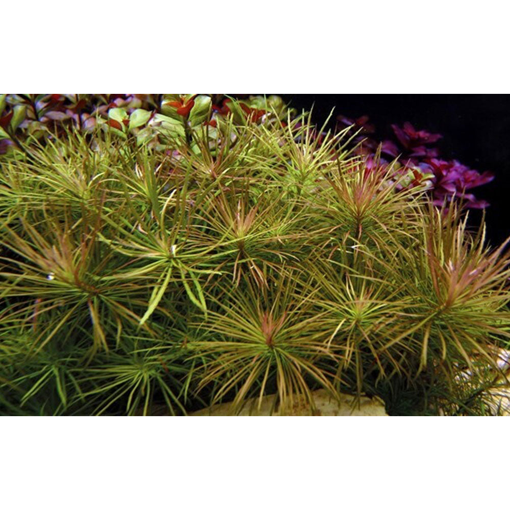 Pogostemon stellata potted 053G | Potted Plants | Largest Tropical Fish Selection at Your Local Fish Store