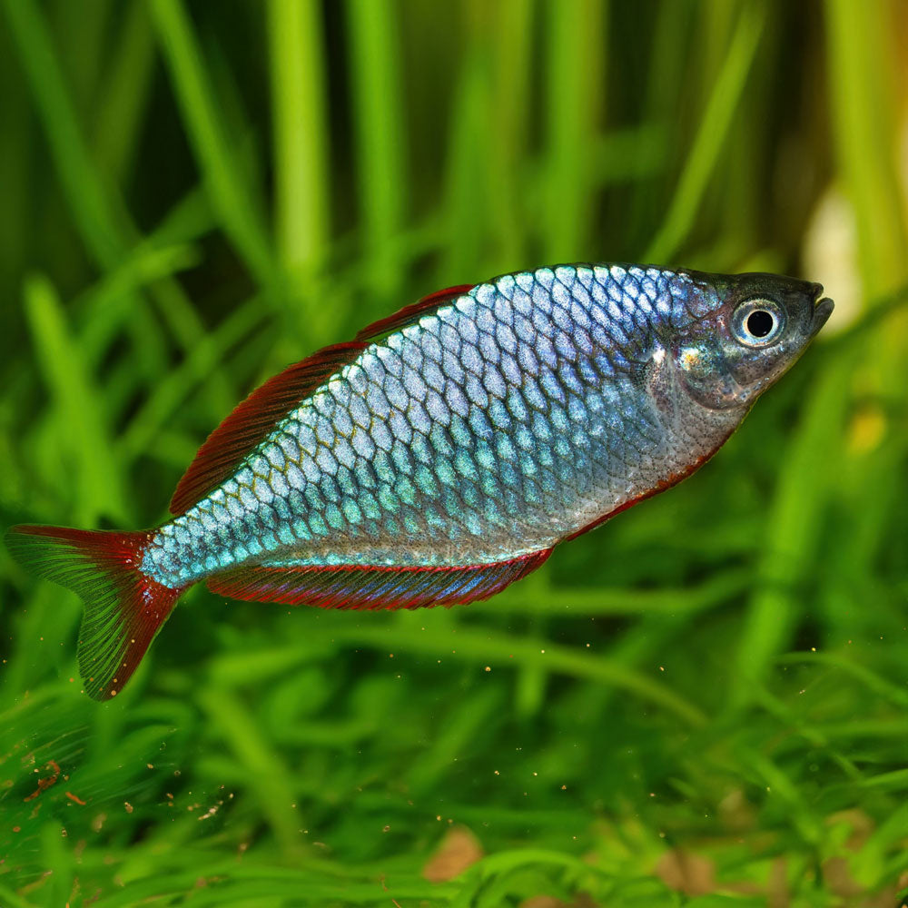 Praecox Dwarf Neon Rainbowfish (Melanotaenia praecox) 2.5cm | Rainbowfish Killifish & Danios | Largest Tropical Fish Selection at Your Local Fish Store