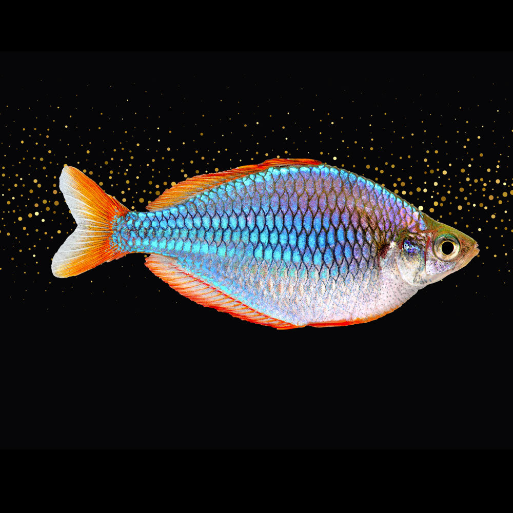Praecox Dwarf Neon Rainbowfish (Melanotaenia praecox) 2.5cm | Rainbowfish Killifish & Danios | Largest Tropical Fish Selection at Your Local Fish Store