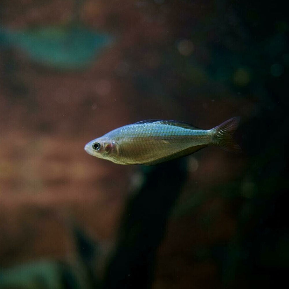 Praecox Dwarf Neon Rainbowfish (Melanotaenia praecox) 2.5cm | Rainbowfish Killifish & Danios | Largest Tropical Fish Selection at Your Local Fish Store