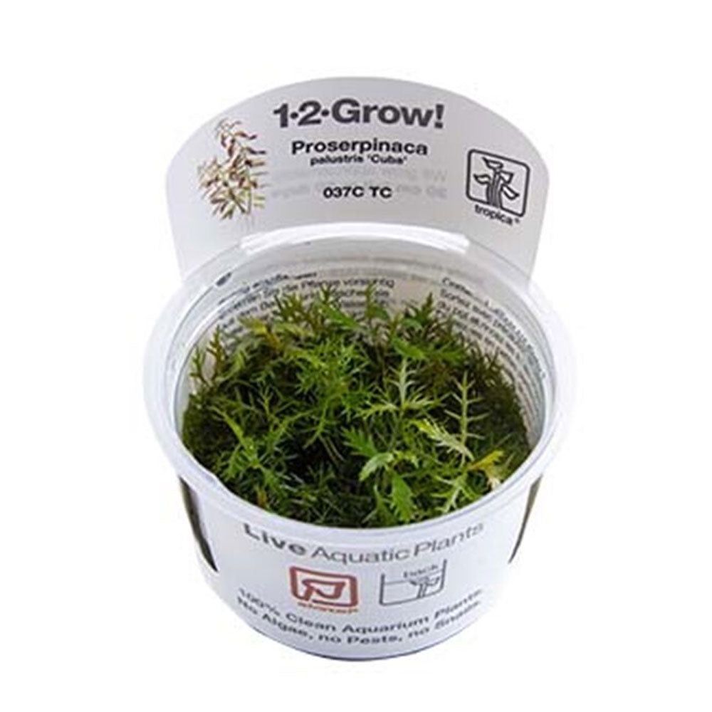 Proserpinaca palustris 1-2-Grow 037C TC | Tissue Cultures | Largest Tropical Fish Selection at Your Local Fish Store