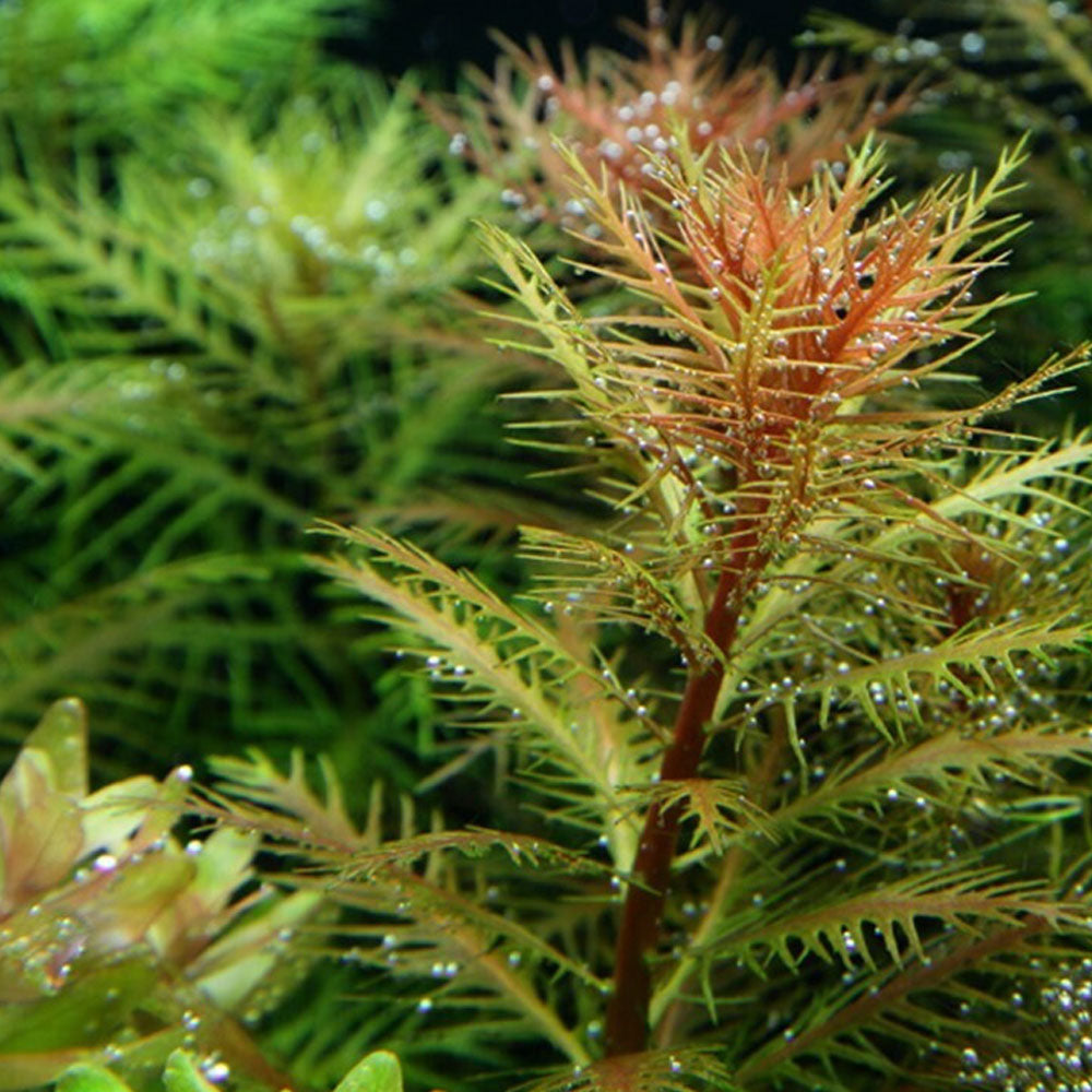 Proserpinaca palustris 1-2-Grow 037C TC | Tissue Cultures | Largest Tropical Fish Selection at Your Local Fish Store