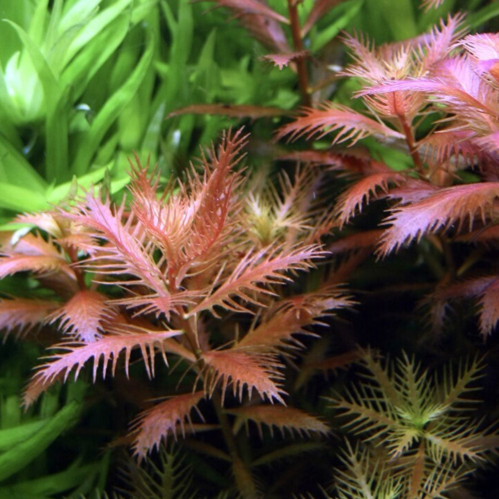 Proserpinaca palustris 1-2-Grow 037C TC | Tissue Cultures | Largest Tropical Fish Selection at Your Local Fish Store