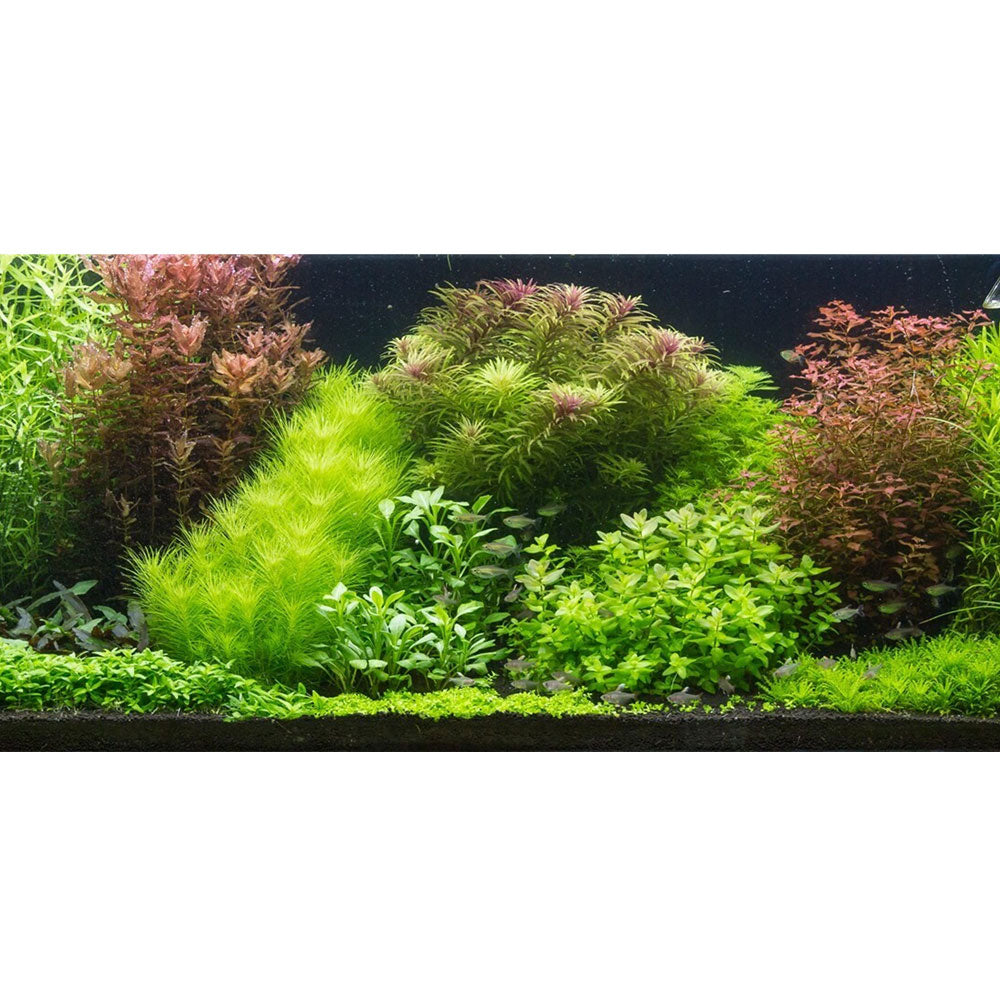 Proserpinaca palustris 1-2-Grow 037C TC | Tissue Cultures | Largest Tropical Fish Selection at Your Local Fish Store