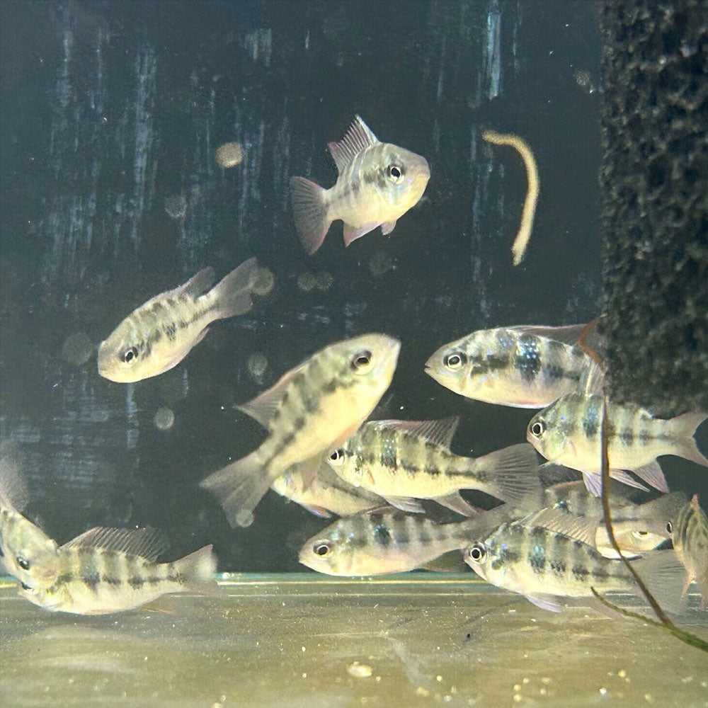 Ram Cichlid 5-6cm | Cichlids Badis & Gouramis | Largest Tropical Fish Selection at Your Local Fish Store