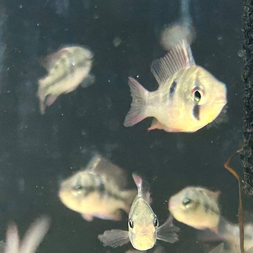 Ram Cichlid 5-6cm | Cichlids Badis & Gouramis | Largest Tropical Fish Selection at Your Local Fish Store