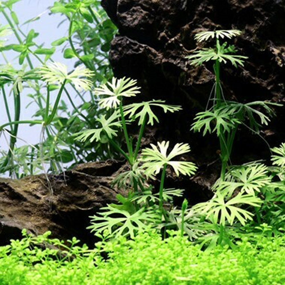 Ranunculus inundatus 1-2-Grow 022C TC | Tissue Cultures | Largest Tropical Fish Selection at Your Local Fish Store