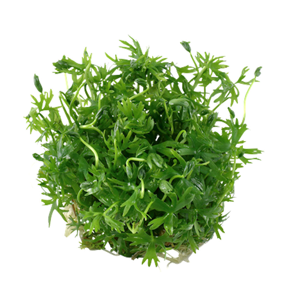 Ranunculus inundatus 1-2-Grow 022C TC | Tissue Cultures | Largest Tropical Fish Selection at Your Local Fish Store