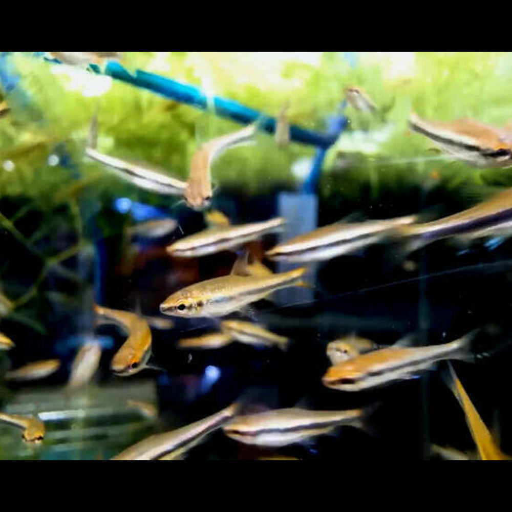 Red Beckford's Pencilfish (Nannostomus beckfordi var. "Red") | Tetras Rasboras & Pencilfish | Largest Tropical Fish Selection at Your Local Fish Store