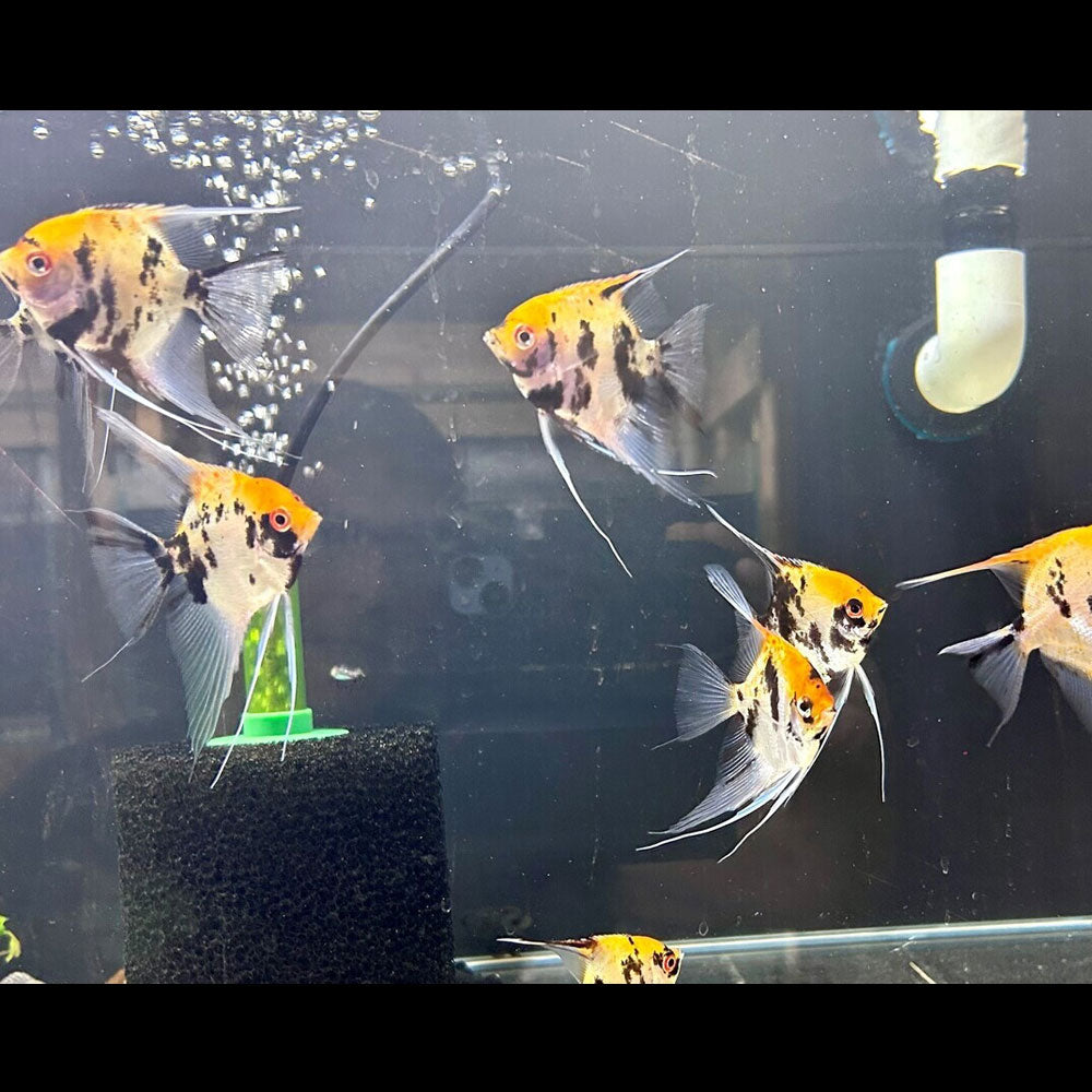 Red Devil Angelfish (3-4 cm) (Premium Grade) | Cichlids Badis & Gouramis | Largest Tropical Fish Selection at Your Local Fish Store