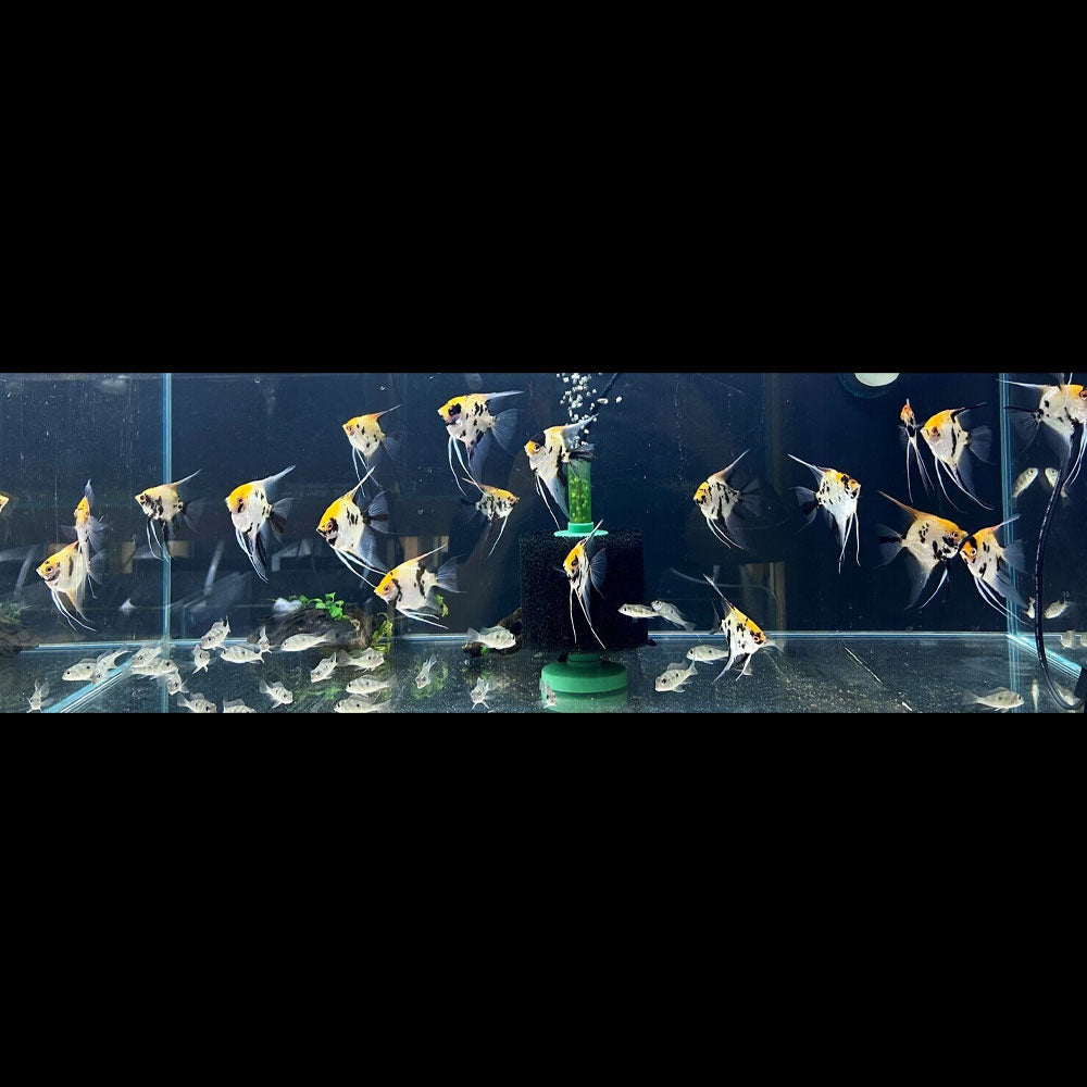 Red Devil Angelfish (3-4 cm) (Premium Grade) | Cichlids Badis & Gouramis | Largest Tropical Fish Selection at Your Local Fish Store