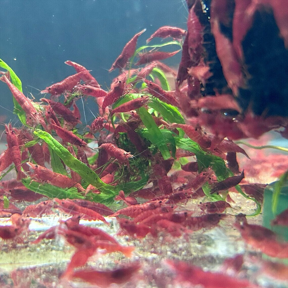 Red Fire Shrimp | Snails Shrimp Crayfish Crabs | Largest Tropical Fish Selection at Your Local Fish Store