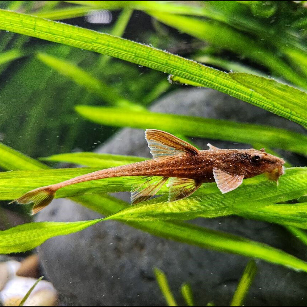 L010a Red Lizard Whiptail Catfish Rineloricaria 3.5-4cm | Catfish Loaches & Plecos | Largest Tropical Fish Selection at Your Local Fish Store