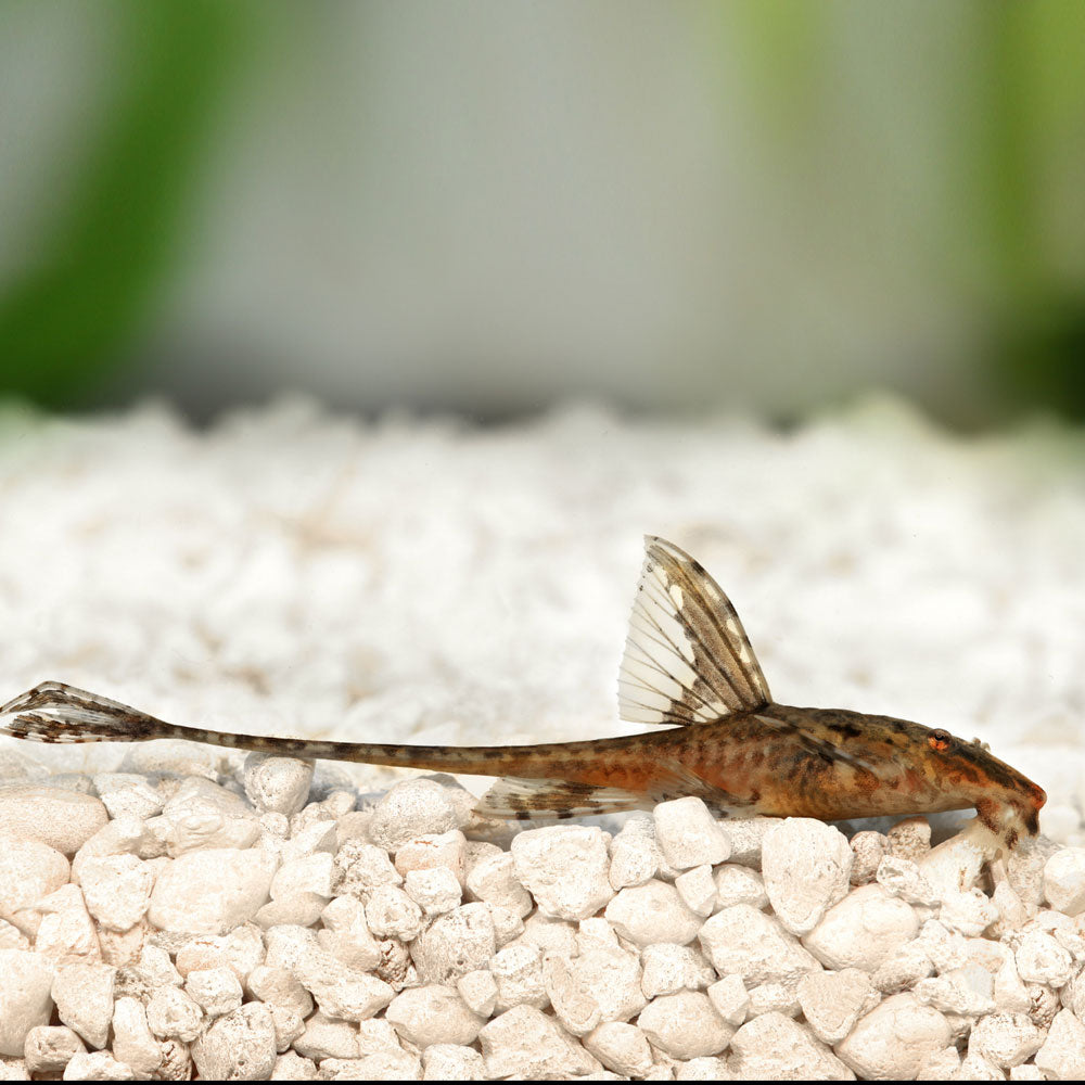 L010a Red Lizard Whiptail Catfish Rineloricaria 3.5-4cm | Catfish Loaches & Plecos | Largest Tropical Fish Selection at Your Local Fish Store