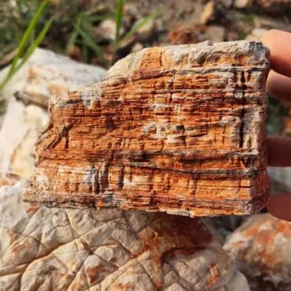 Red Melaleuca Stone / Maple Rock | Substrates & Hardscape | Largest Tropical Fish Selection at Your Local Fish Store