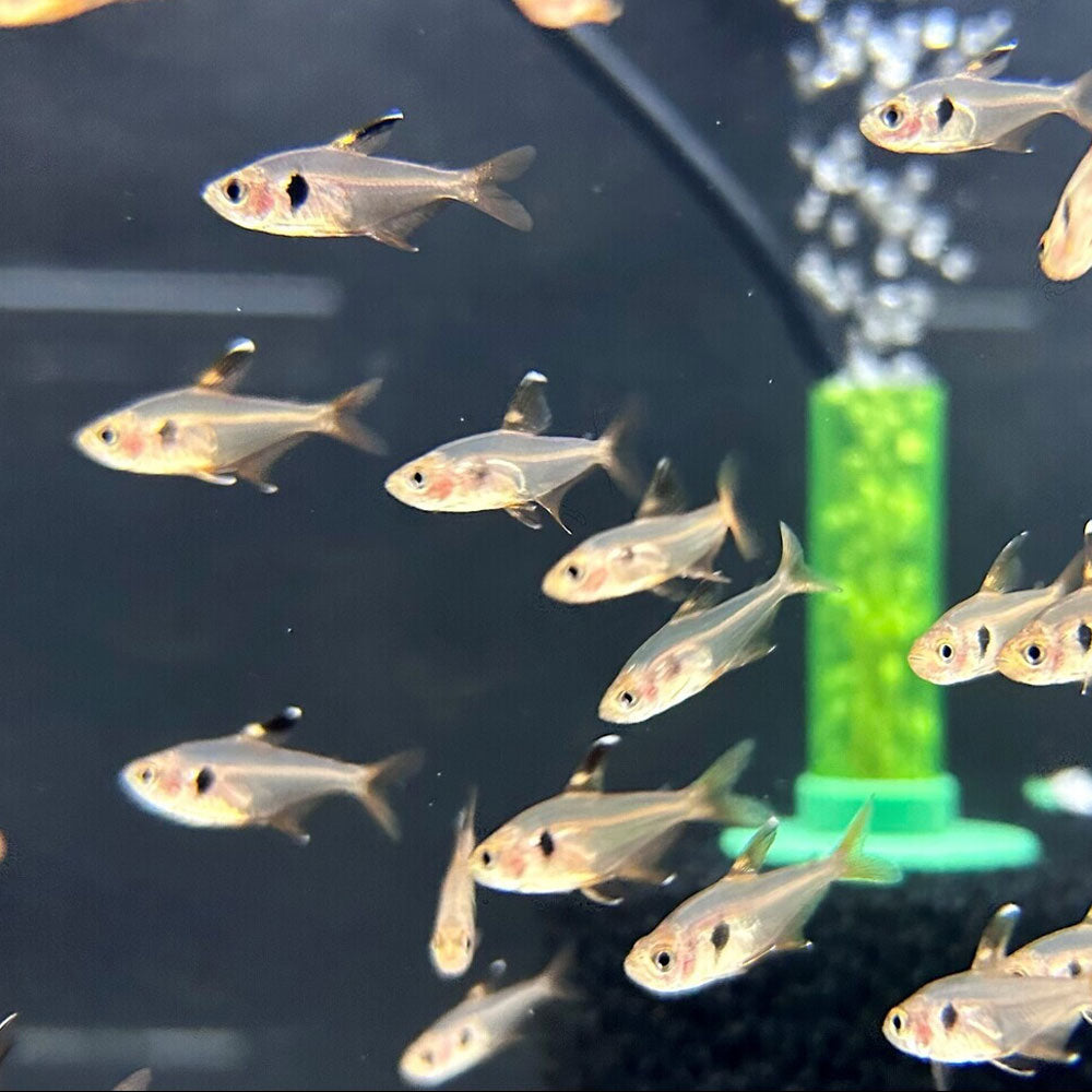 Red Phantom Tetra (Hyphessobrycon sweglesi) (Sm-Med) Aquarium Glaser | Tetras Rasboras & Pencilfish | Largest Tropical Fish Selection at Your Local Fish Store