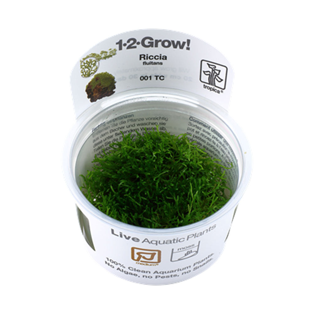 Riccia fluitans 1-2-Grow 001 TC | Tissue Cultures | Largest Tropical Fish Selection at Your Local Fish Store