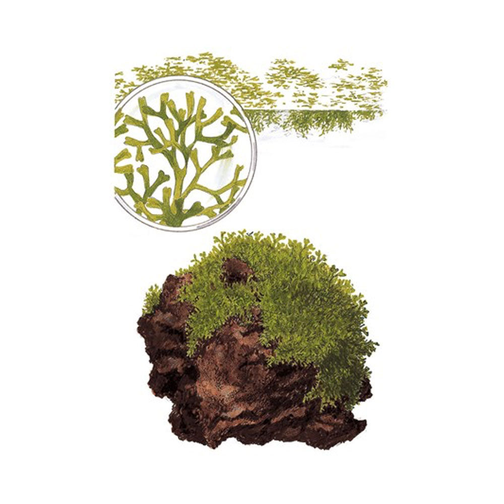 Riccia fluitans 1-2-Grow 001 TC | Tissue Cultures | Largest Tropical Fish Selection at Your Local Fish Store