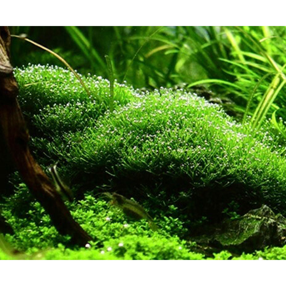 Riccia fluitans 1-2-Grow 001 TC | Tissue Cultures | Largest Tropical Fish Selection at Your Local Fish Store