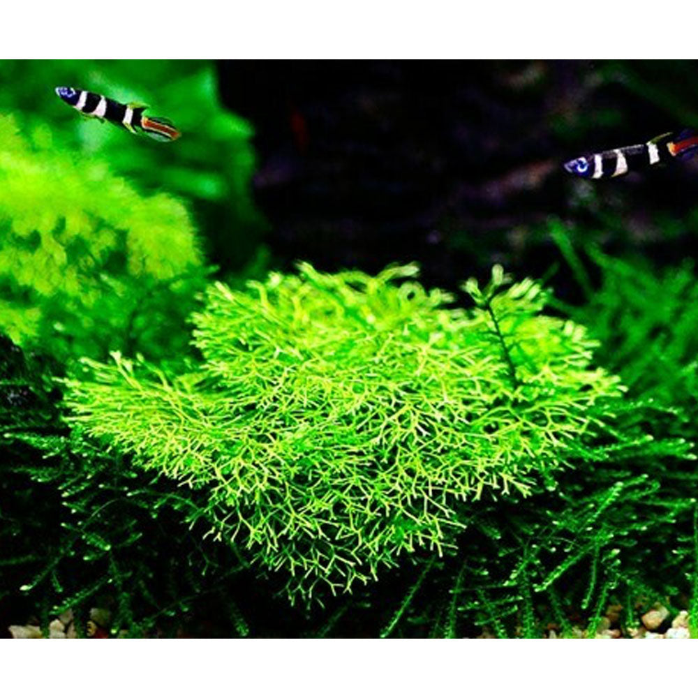 Riccia fluitans 1-2-Grow 001 TC | Tissue Cultures | Largest Tropical Fish Selection at Your Local Fish Store