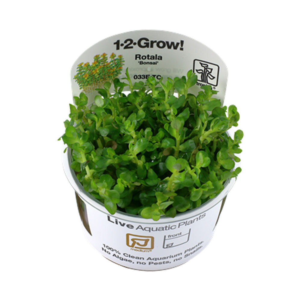 Rotala Indica 'Bonsai' 1-2-Grow 033E TC | Tissue Cultures | Largest Tropical Fish Selection at Your Local Fish Store