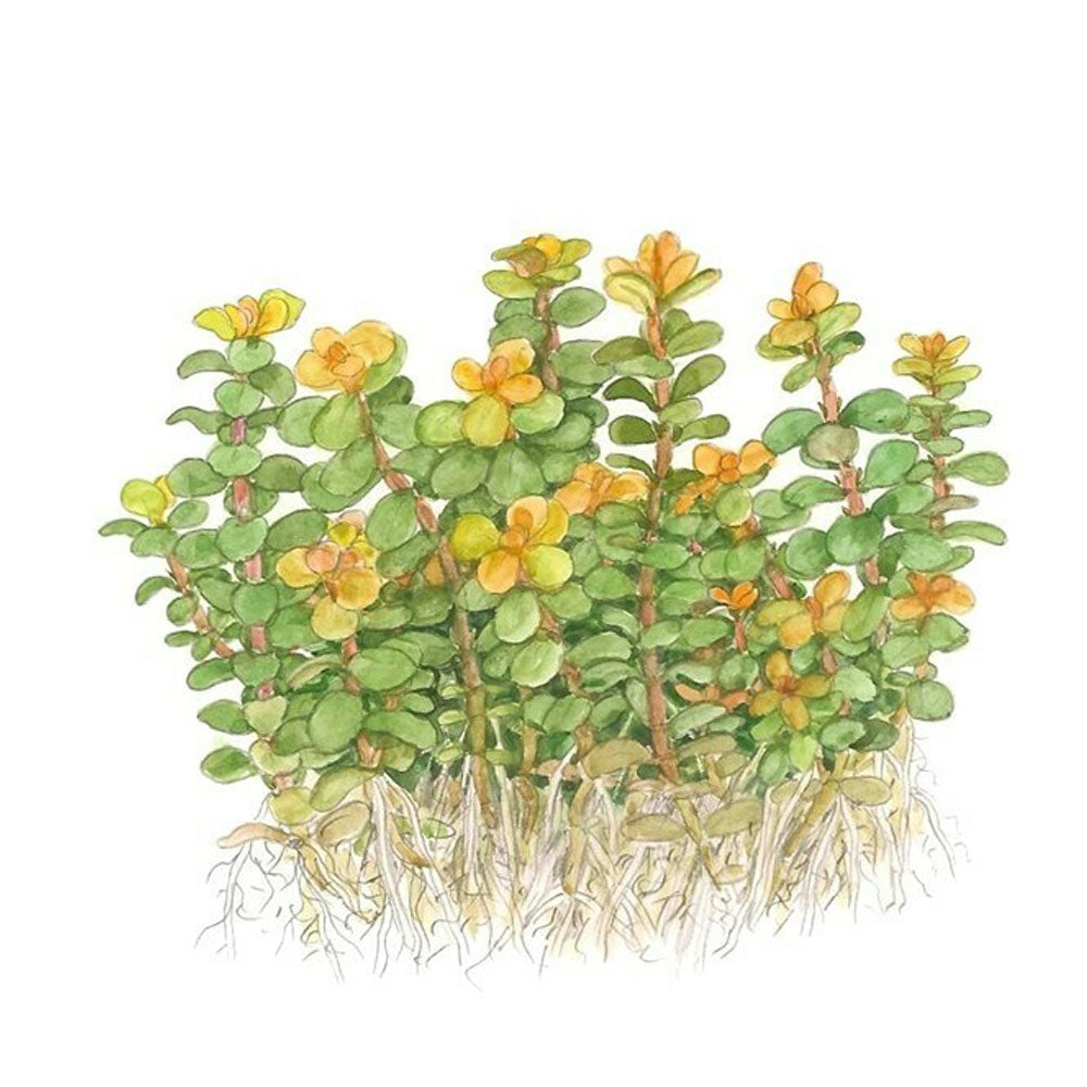 Rotala Indica 'Bonsai' 1-2-Grow 033E TC | Tissue Cultures | Largest Tropical Fish Selection at Your Local Fish Store