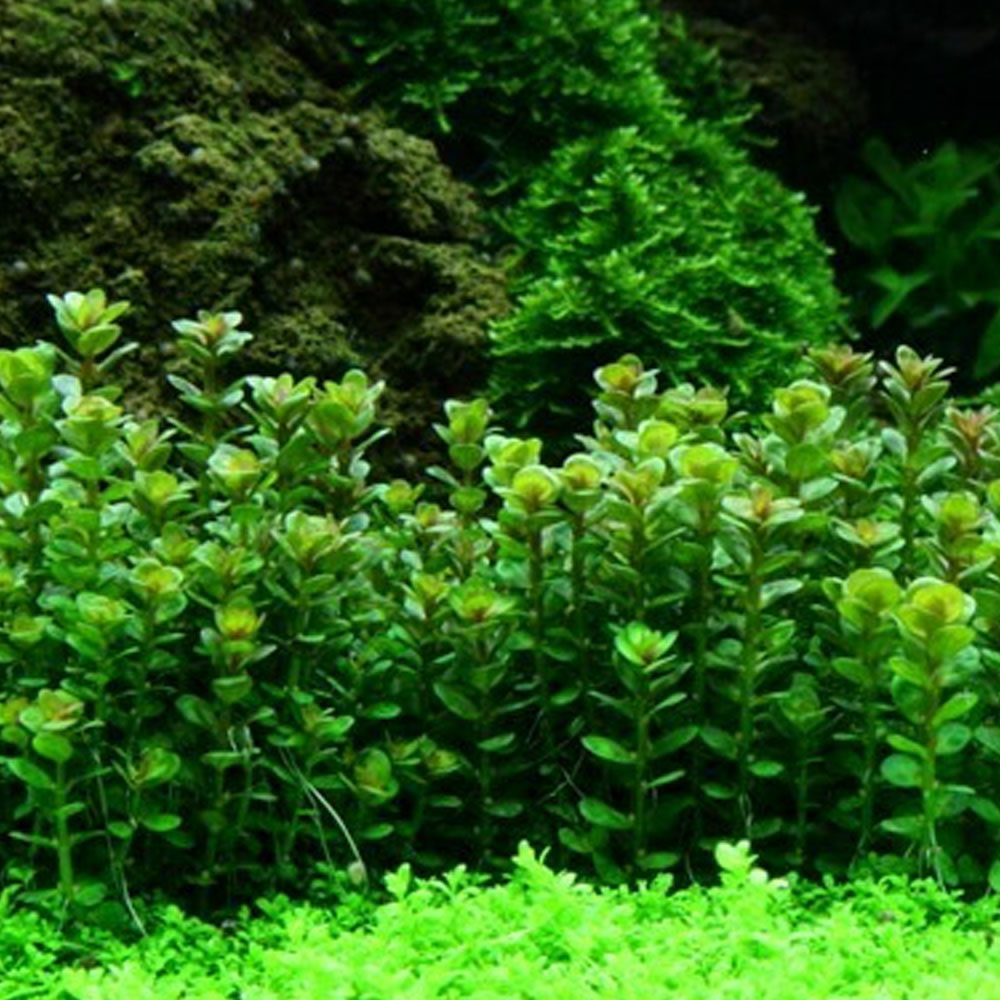 Rotala Indica 'Bonsai' 1-2-Grow 033E TC | Tissue Cultures | Largest Tropical Fish Selection at Your Local Fish Store