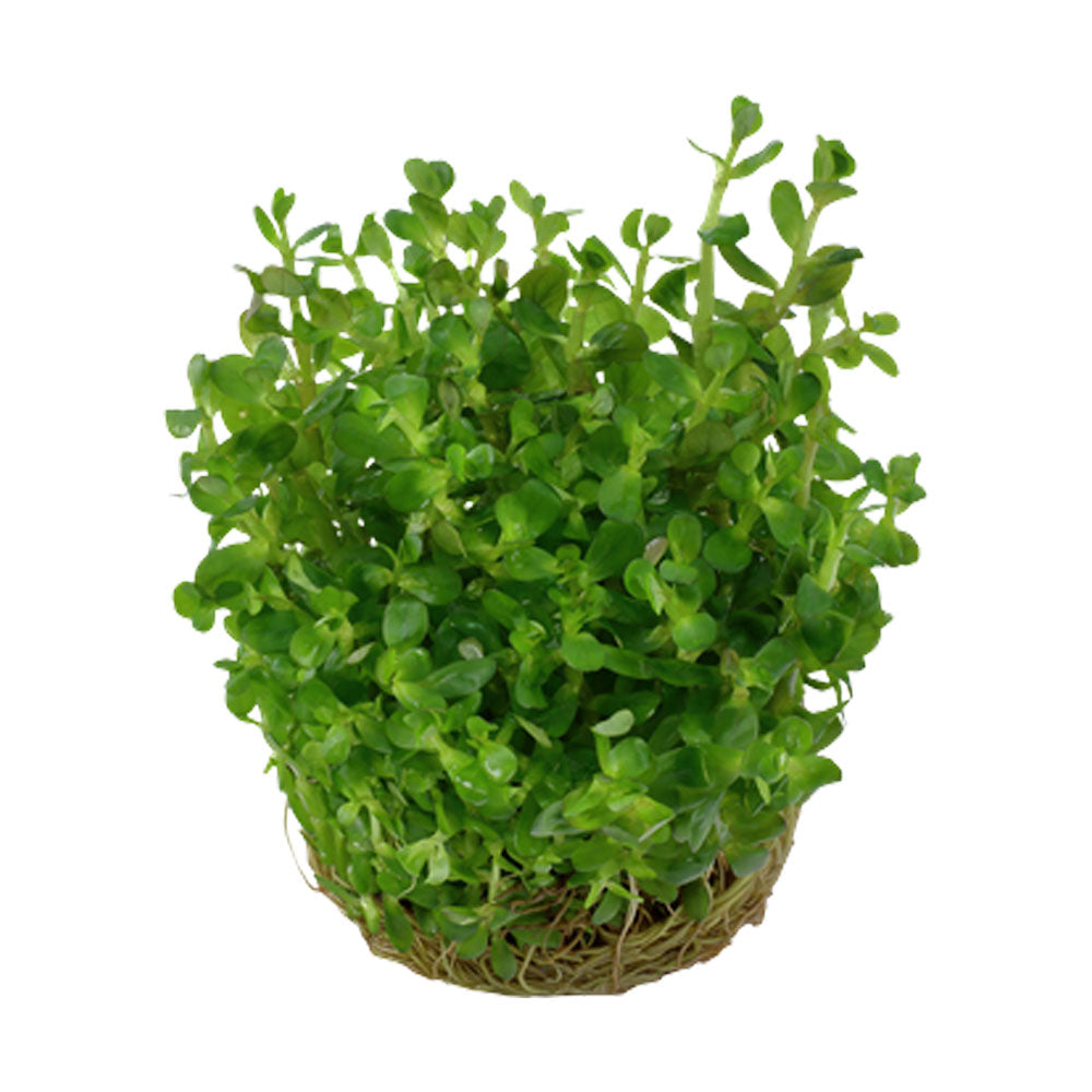 Rotala Indica 'Bonsai' 1-2-Grow 033E TC | Tissue Cultures | Largest Tropical Fish Selection at Your Local Fish Store