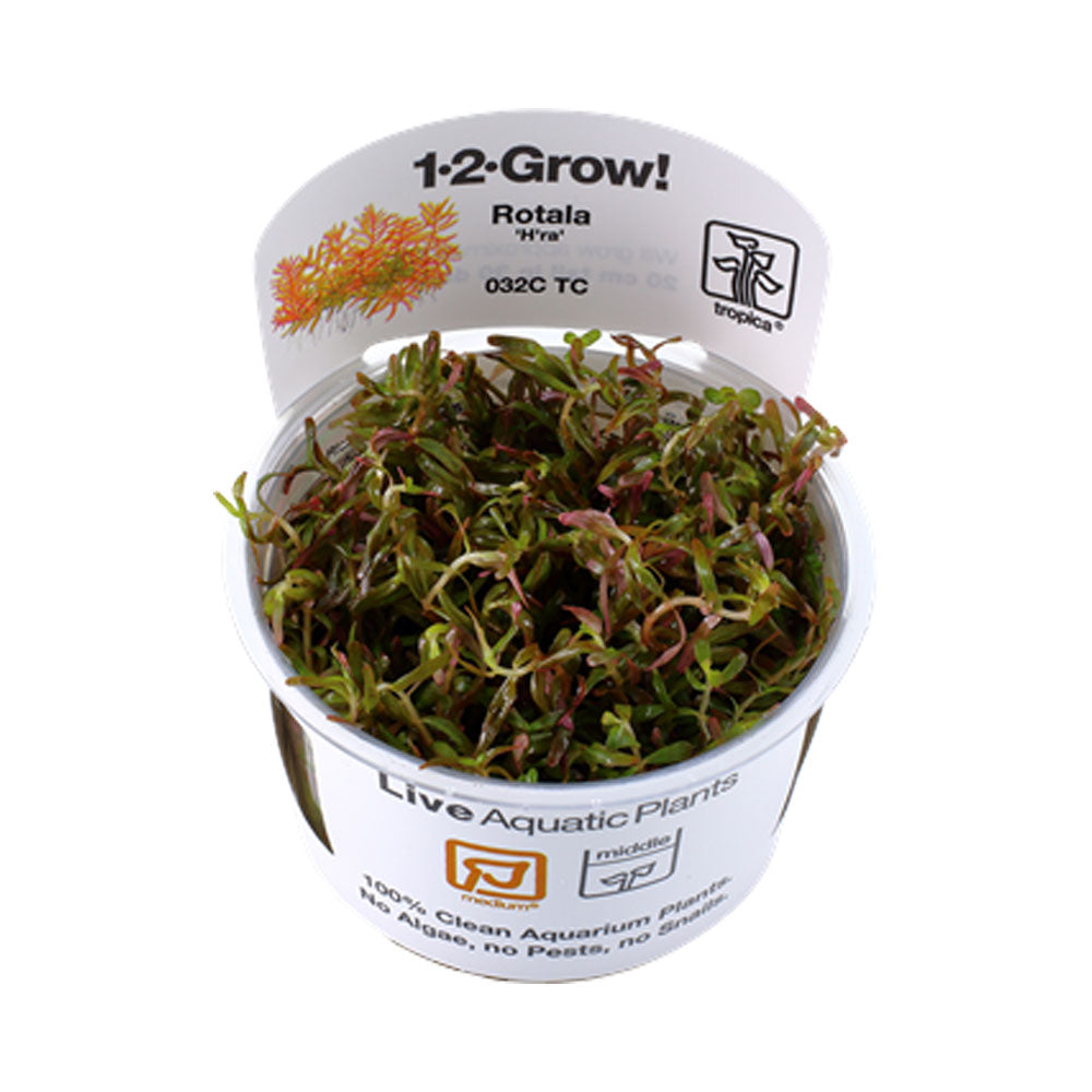 Rotala rotundfolia H'ra' 1-2-Grow 032C TC | Tissue Cultures | Largest Tropical Fish Selection at Your Local Fish Store