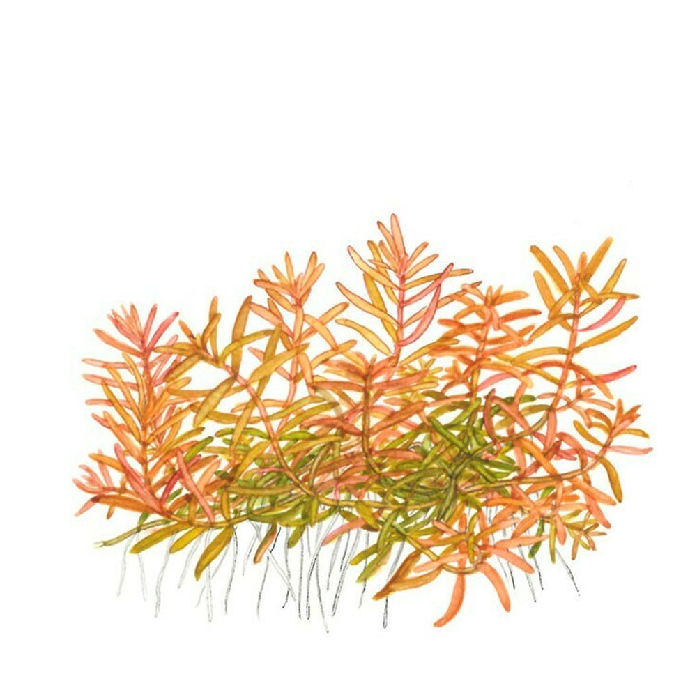 Rotala rotundfolia H'ra' 1-2-Grow 032C TC | Tissue Cultures | Largest Tropical Fish Selection at Your Local Fish Store