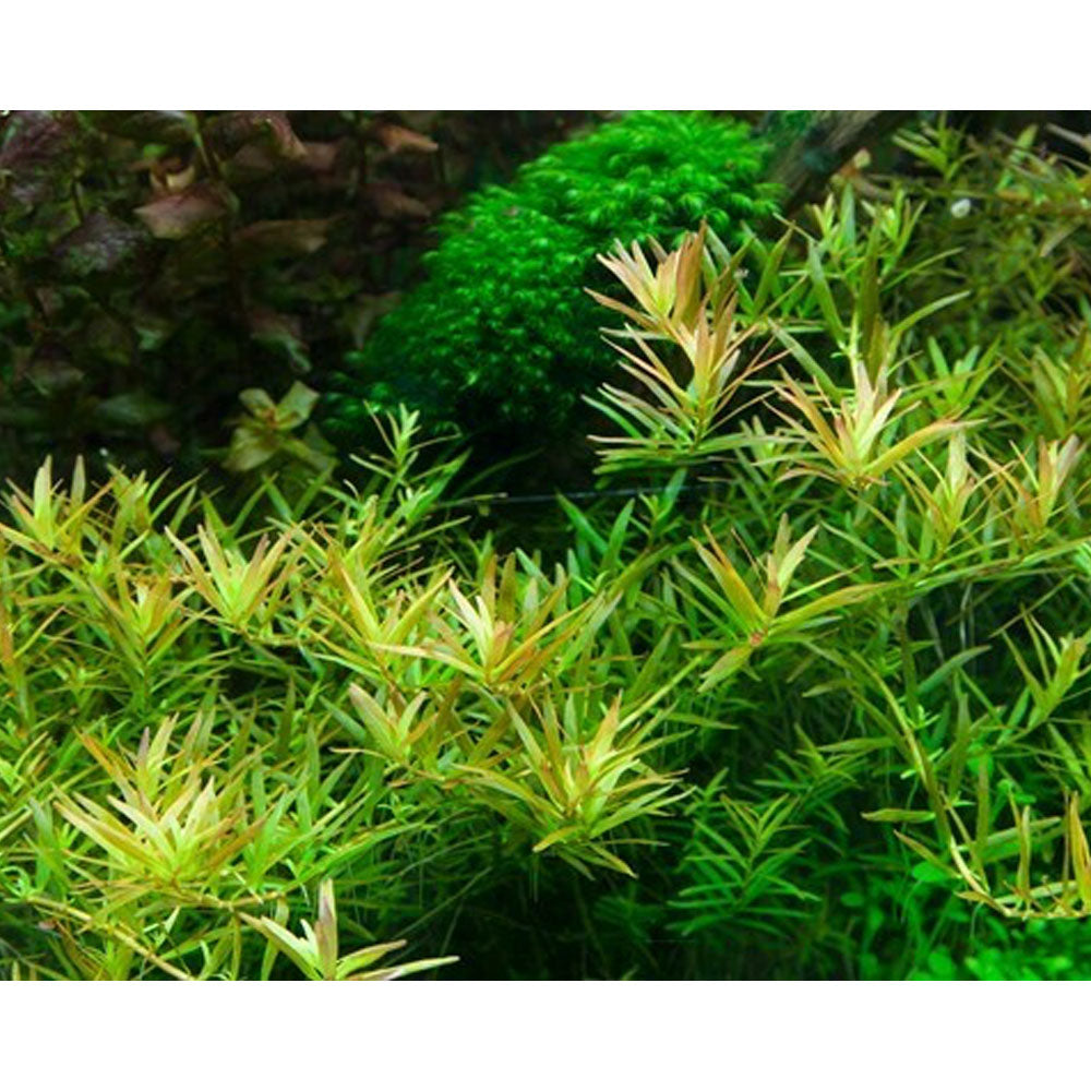 Rotala rotundfolia H'ra' 1-2-Grow 032C TC | Tissue Cultures | Largest Tropical Fish Selection at Your Local Fish Store