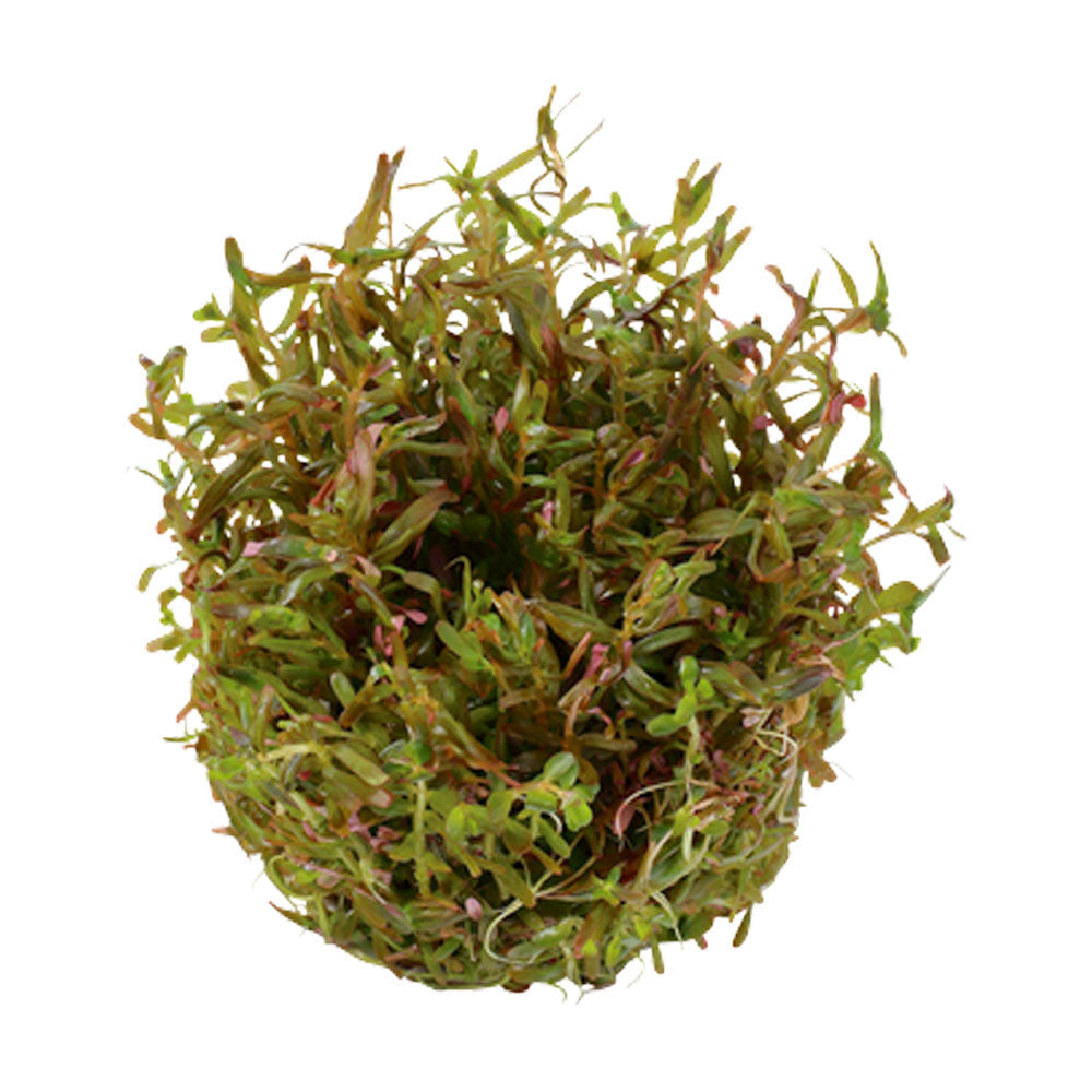 Rotala rotundfolia H'ra' 1-2-Grow 032C TC | Tissue Cultures | Largest Tropical Fish Selection at Your Local Fish Store