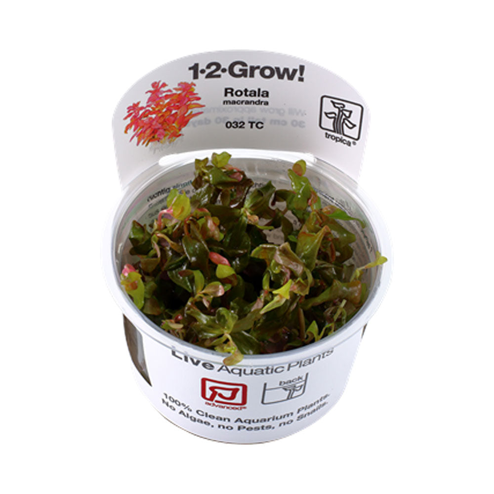 Rotala macrandra 1-2-Grow 032 TC | Tissue Cultures | Largest Tropical Fish Selection at Your Local Fish Store