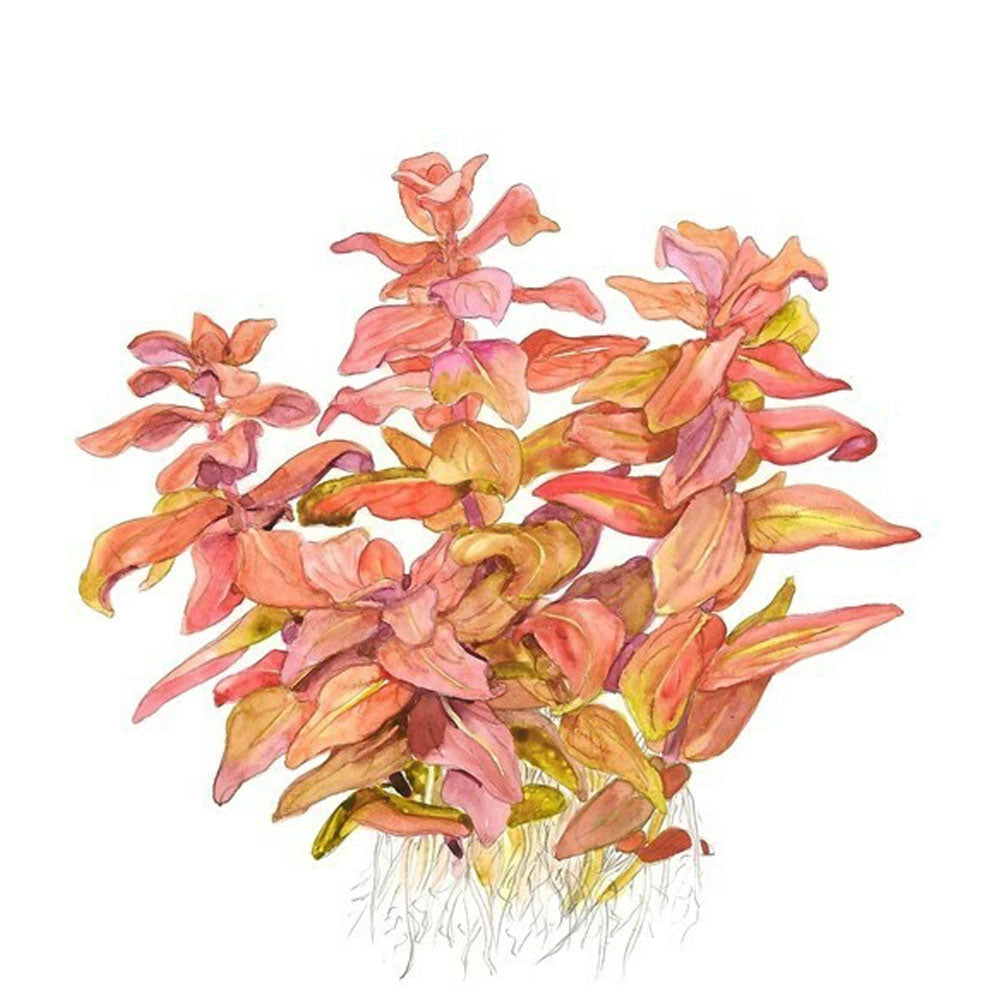 Rotala macrandra 1-2-Grow 032 TC | Tissue Cultures | Largest Tropical Fish Selection at Your Local Fish Store
