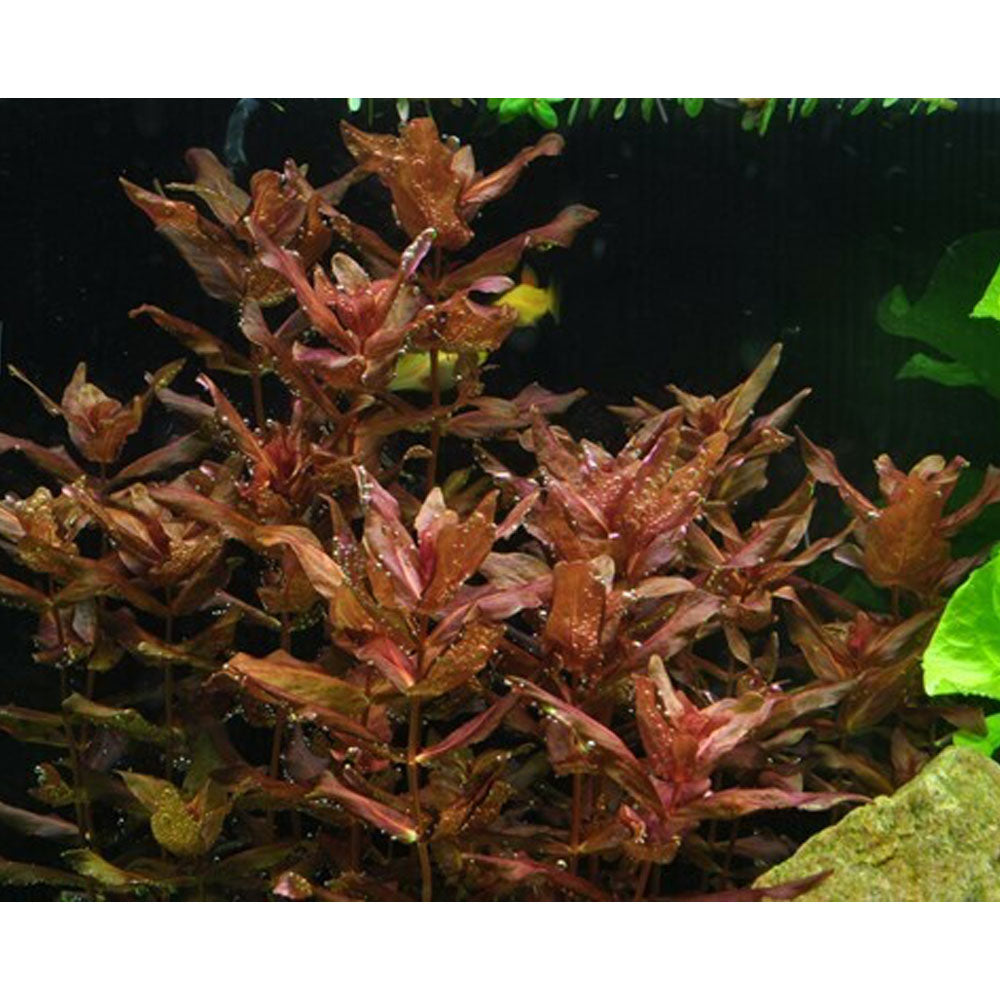Rotala macrandra 1-2-Grow 032 TC | Tissue Cultures | Largest Tropical Fish Selection at Your Local Fish Store