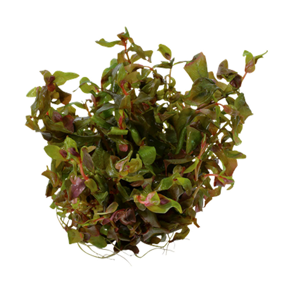Rotala macrandra 1-2-Grow 032 TC | Tissue Cultures | Largest Tropical Fish Selection at Your Local Fish Store