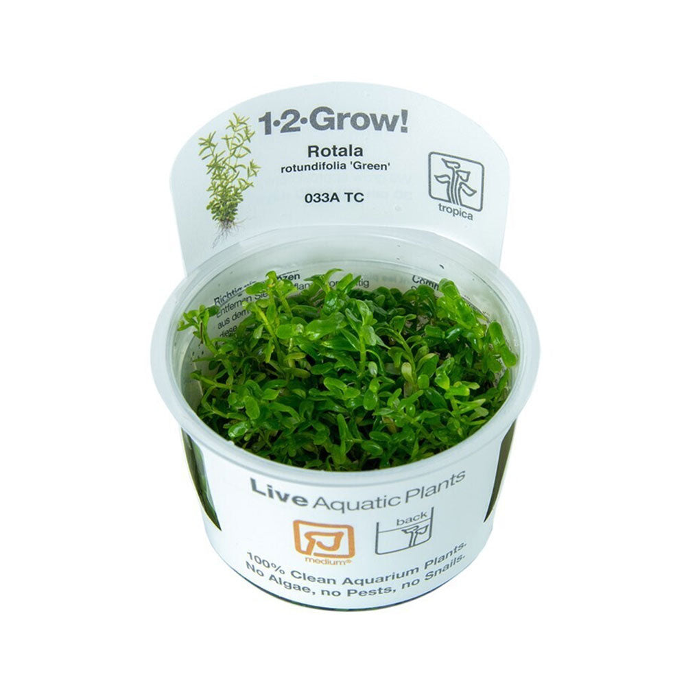 Rotala rotundifolia 'Green' 1-2-Grow 033A TC | Tissue Cultures | Largest Tropical Fish Selection at Your Local Fish Store