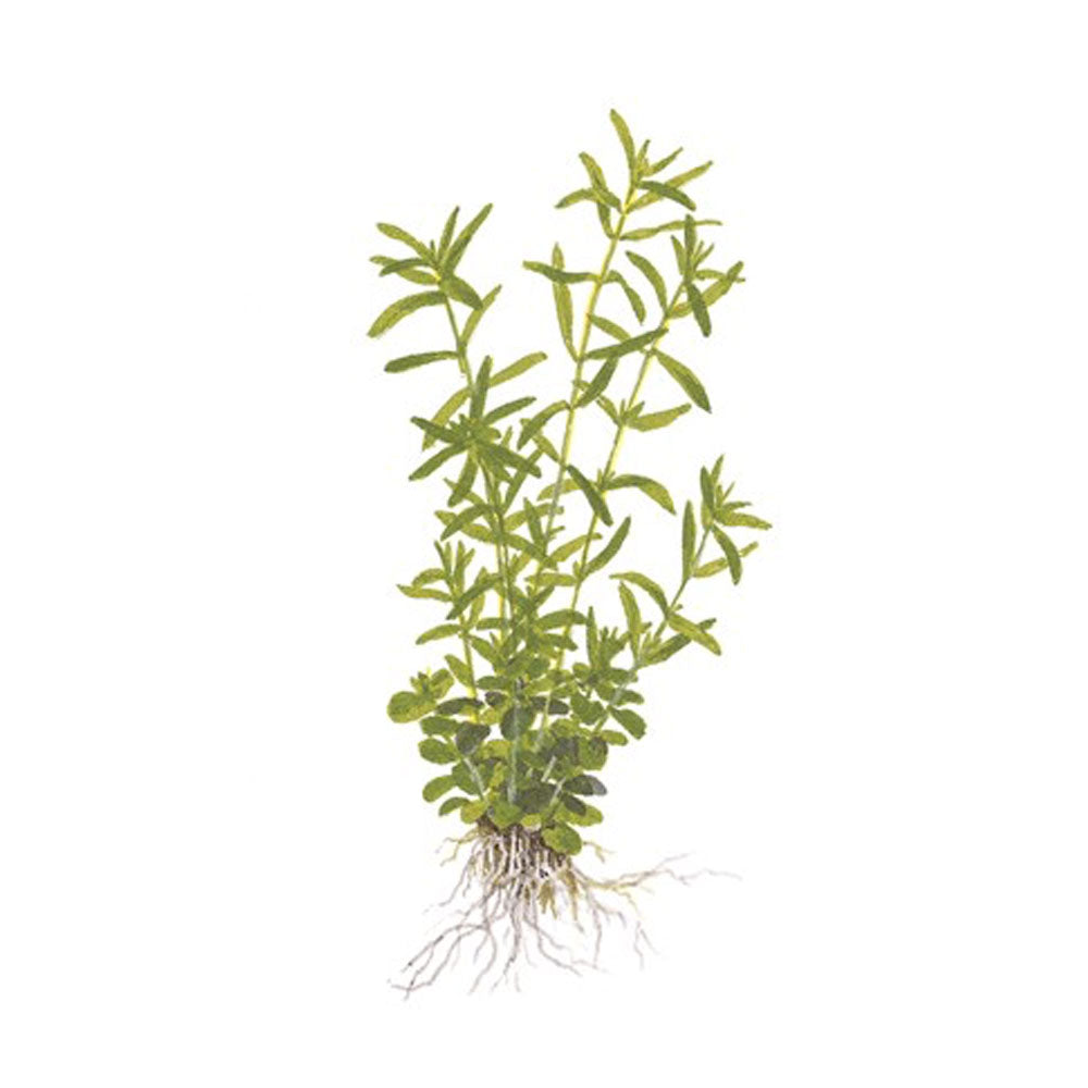 Rotala rotundifolia 'Green' 1-2-Grow 033A TC | Tissue Cultures | Largest Tropical Fish Selection at Your Local Fish Store