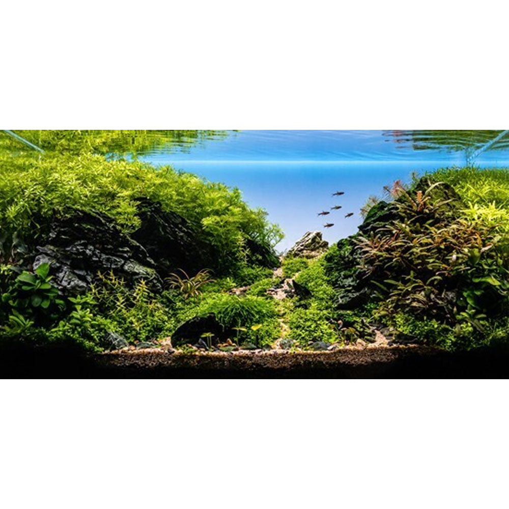 Rotala rotundifolia 'Green' 1-2-Grow 033A TC | Tissue Cultures | Largest Tropical Fish Selection at Your Local Fish Store