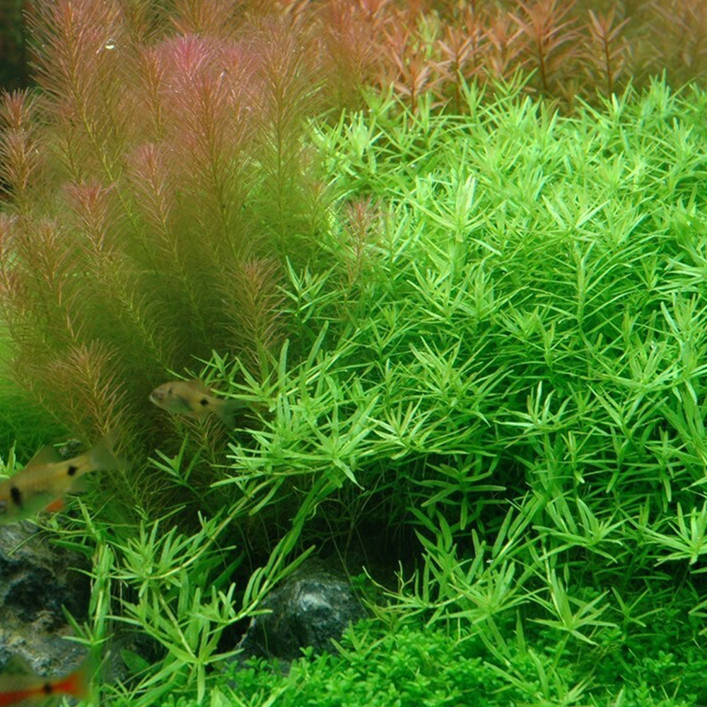 Rotala rotundifolia 'Green' 1-2-Grow 033A TC | Tissue Cultures | Largest Tropical Fish Selection at Your Local Fish Store