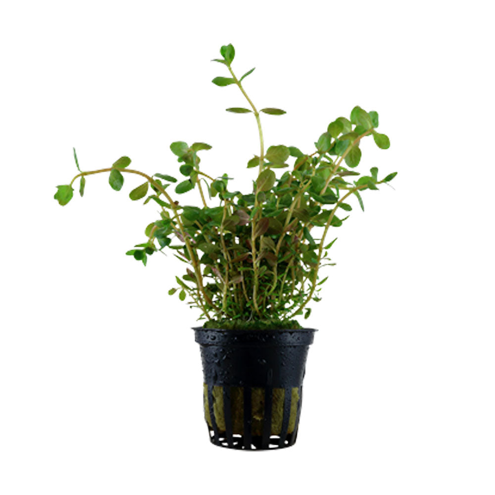 Rotala rotundifolia potted 033 | Potted Plants | Largest Tropical Fish Selection at Your Local Fish Store