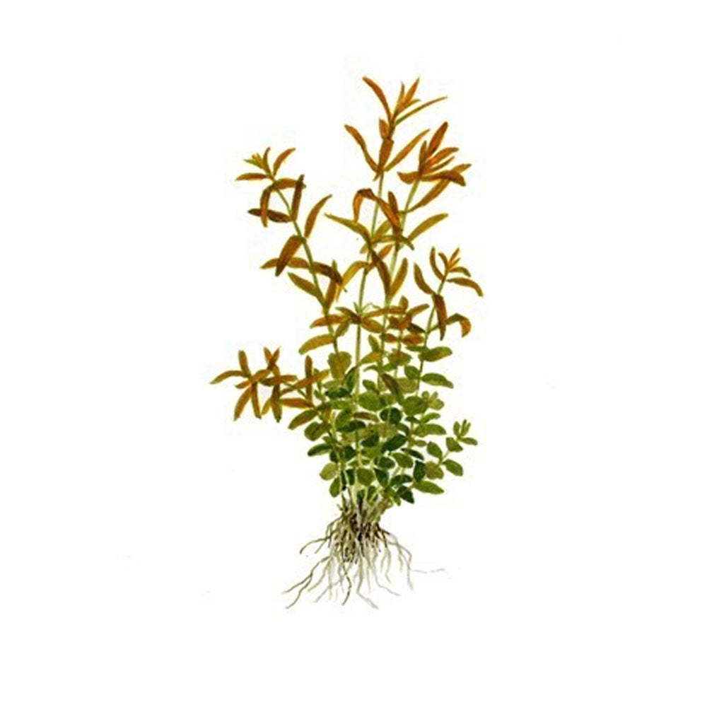 Rotala rotundifolia potted 033 | Potted Plants | Largest Tropical Fish Selection at Your Local Fish Store